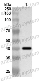 Anti-Human ABCA7 Polyclonal Antibody