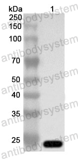 Anti-Human ASH2L Polyclonal Antibody