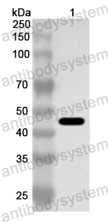 Anti-Human PREB Polyclonal Antibody