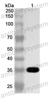 Anti-Human STRAP Polyclonal Antibody