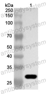 Anti-Human TBX5 Polyclonal Antibody