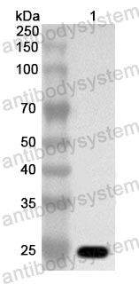 Anti-Human TWIST2 Polyclonal Antibody