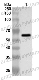 Anti-Human BCO2 Polyclonal Antibody