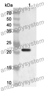 Anti-Human DIABLO Polyclonal Antibody