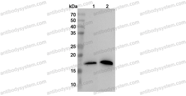 Anti-Human MZB1 Polyclonal Antibody