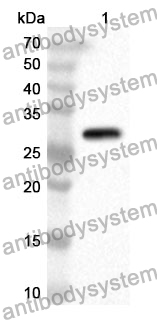 Anti-Human RDM1 Polyclonal Antibody