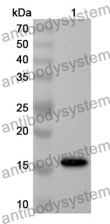 Anti-Human SELENON Polyclonal Antibody