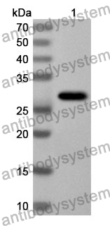 Anti-Human MAGED2 Polyclonal Antibody