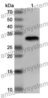 Anti-Human STK26 Polyclonal Antibody