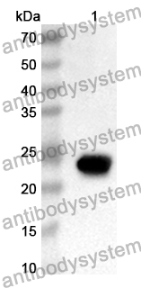 Anti-Human NUDC Polyclonal Antibody