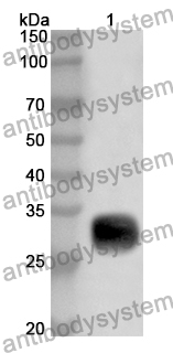 Anti-Human PAIP1 Polyclonal Antibody