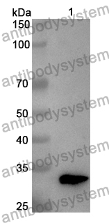 Anti-Human ARMCX3 Polyclonal Antibody