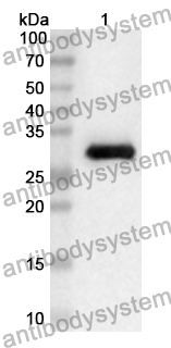 Anti-Human ASB9 Polyclonal Antibody