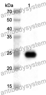 Anti-Human ASZ1 Polyclonal Antibody