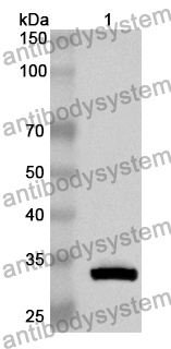 Anti-Human ATPAF1 Polyclonal Antibody