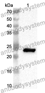 Anti-Human WLS Polyclonal Antibody