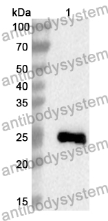 Anti-Human REEP1 Polyclonal Antibody