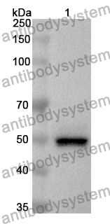 Anti-Human CGN Polyclonal Antibody