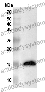 Anti-Human GLRX2 Polyclonal Antibody