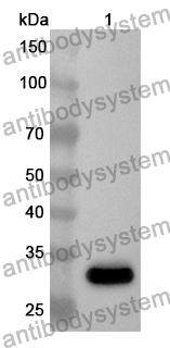 Anti-Human APBB1IP Polyclonal Antibody