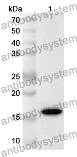 Anti-Human HES5 Polyclonal Antibody