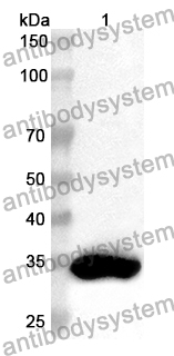 Anti-Human MEPCE Polyclonal Antibody