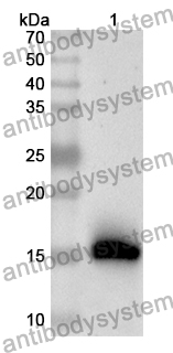 Anti-Human STAC3 Polyclonal Antibody