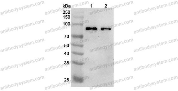 Anti-Human TRIM46 Polyclonal Antibody