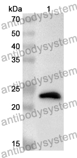 Anti-Human CHMP1B Polyclonal Antibody