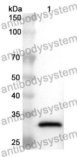 Anti-Human P3H4 Polyclonal Antibody