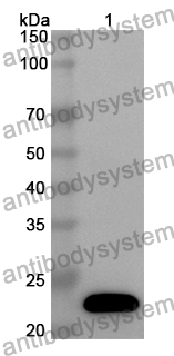 Anti-Human MRPL13 Polyclonal Antibody