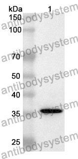 Anti-Human SCLT1 Polyclonal Antibody