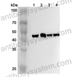 Anti-Human CADM3/NECL-1/TSLL1 Polyclonal Antibody