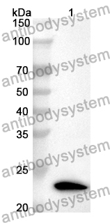 Anti-Human EAF1 Polyclonal Antibody