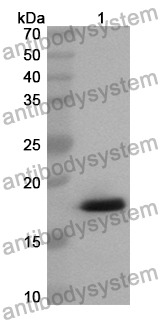 Anti-Human COX4I2 Polyclonal Antibody