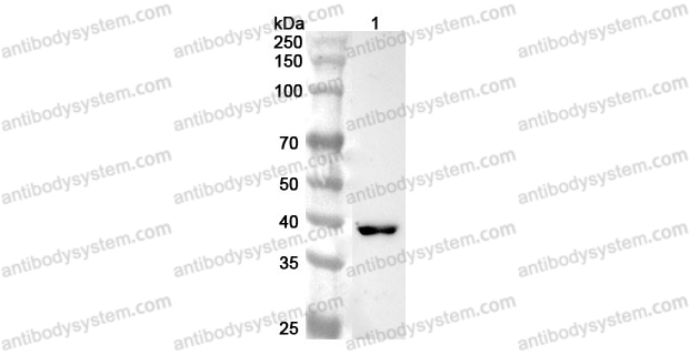 Anti-Human EXOG Polyclonal Antibody