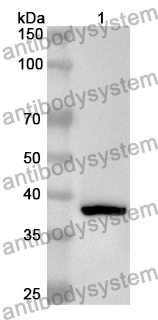 Anti-Human RAD18 Polyclonal Antibody