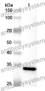 Anti-Human MRFAP1 Polyclonal Antibody