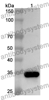 Anti-Human MIXL1 Polyclonal Antibody