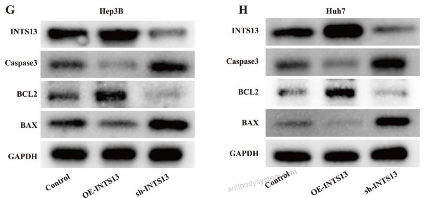 Western Blot for Anti-Human INTS13 Polyclonal Antibody ?>