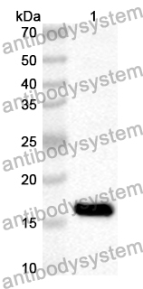 Anti-Human GORAB Polyclonal Antibody