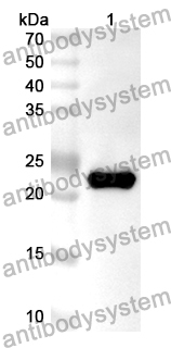 Anti-Human DEPTOR Polyclonal Antibody