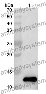 Anti-Human CRNN Polyclonal Antibody