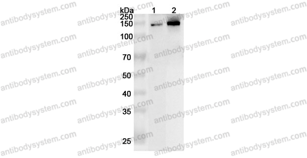 Anti-Human CEP131 Polyclonal Antibody