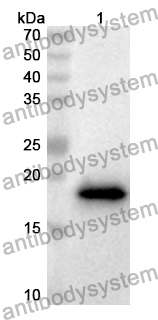 Anti-Human PPDPF Polyclonal Antibody