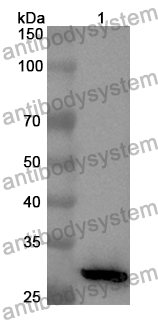 Anti-Human GFM1 Polyclonal Antibody