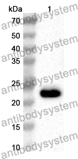 Anti-Human CISD1 Polyclonal Antibody