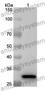 Anti-Human CEP192 Polyclonal Antibody