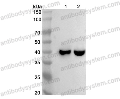 Anti-Human MUL1 Polyclonal Antibody