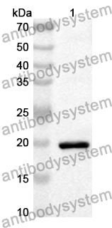 Anti-Human OXR1 Polyclonal Antibody